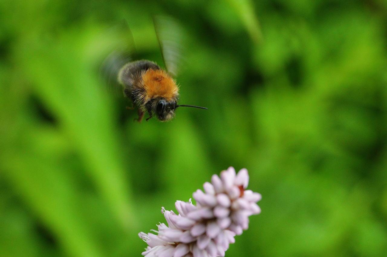 Anflug . . .